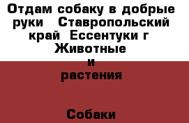 Отдам собаку в добрые руки - Ставропольский край, Ессентуки г. Животные и растения » Собаки   . Ставропольский край,Ессентуки г.